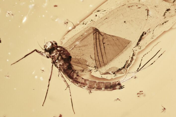 Detailed Fossil Mayfly (Ephemeroptera) In Baltic Amber #325343